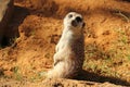 Meerkat Royalty Free Stock Photo