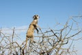 Meerkat sitting in a tree Royalty Free Stock Photo