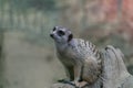 Meerkat sitting on a tree branch in a park with a blurry background Royalty Free Stock Photo