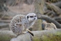 Meerkat at the London ZSL Zoo Royalty Free Stock Photo