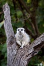 Meerkat sitting in a tree Royalty Free Stock Photo