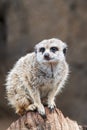 Meerkat Sitting on Tree Stump Royalty Free Stock Photo