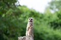 Meerkat sitting on a tree stump Royalty Free Stock Photo