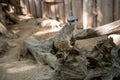 meerkat sitting on a tree trunk