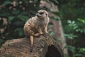 Meerkat sitting on a tree trunk in a zoo Royalty Free Stock Photo