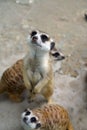Meerkat sitting and waiting food Royalty Free Stock Photo