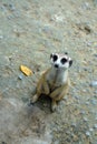 Meerkat sitting and waiting food Royalty Free Stock Photo