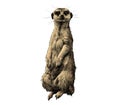 Meerkat sketch vector graphics Royalty Free Stock Photo