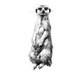 Meerkat sketch vector graphics