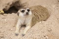 Meerkat sleep on the ground Royalty Free Stock Photo