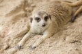 Meerkat sleep on the ground Royalty Free Stock Photo