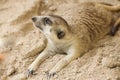 Meerkat sleep on the ground Royalty Free Stock Photo