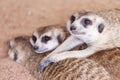 Meerkat sleep on the ground Royalty Free Stock Photo