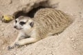 Meerkat sleep on the ground Royalty Free Stock Photo