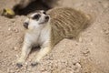 Meerkat sleep on the ground Royalty Free Stock Photo