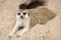 Meerkat sleep on the ground Royalty Free Stock Photo