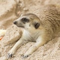 Meerkat sleep on sand Royalty Free Stock Photo