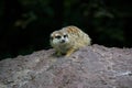 Meerkat Royalty Free Stock Photo