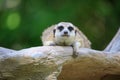 Meerkat Royalty Free Stock Photo