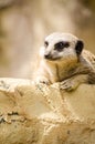 Meerkat Slender-Tailed Mongoose Alone Vertical Portrait