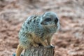 A meerkat a small carnivoran belonging to the mongoose family.