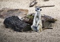 Meerkat a small mongoose found in Africa