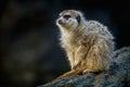 Meerkat snooping on a trunk in nature