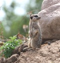 A meerkat on stake out. Royalty Free Stock Photo