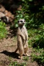 Meerkat standing