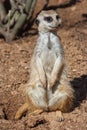 Meerkat standing alert in the desert environment Royalty Free Stock Photo