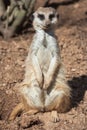 Meerkat standing alert in the desert environment Royalty Free Stock Photo