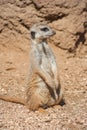 Meerkat standing alert in the desert environment Royalty Free Stock Photo