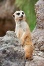 Meerkat standing alert in the desert environment Royalty Free Stock Photo