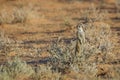 Meerkat in Kgalagari transfrontier park, South Africa Royalty Free Stock Photo