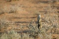 Meerkat in Kgalagari transfrontier park, South Africa Royalty Free Stock Photo