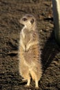 Meerkat. Standing on alert in the sun