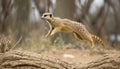 Meerkat standing alert, watching nature cute mongoose generated by AI Royalty Free Stock Photo