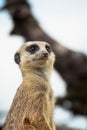 Meerkat standing atop a tree looking out, its small paws resting on the tree trunk Royalty Free Stock Photo