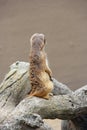 Meerkat is standing behind hind legs back view. Wary rodent stands on hind legs