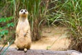 A Meerkat standing on a branch guarding its territory Royalty Free Stock Photo