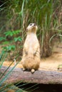 A Meerkat standing on a branch guarding its territory Royalty Free Stock Photo