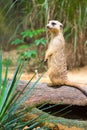 A Meerkat standing on a branch guarding its territory Royalty Free Stock Photo