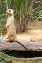 A Meerkat standing on a branch guarding its territory Royalty Free Stock Photo