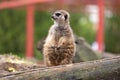 Meerkat standing in front of a log Royalty Free Stock Photo