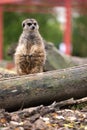 Meerkat standing in front of a log Royalty Free Stock Photo