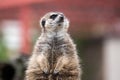 Meerkat standing in front of a log Royalty Free Stock Photo