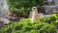 Meerkat standing on a green bush, looking at camera Royalty Free Stock Photo