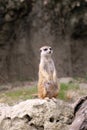 Meerkat