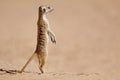 Meerkat standing on guard - Kalahari desert