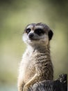 Meerkat standing guard